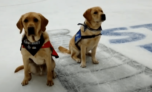 Stanley Pup Thumbnail Image